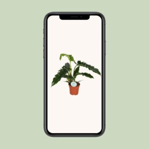 Philodendron Narrow – Ø17cm – 50cm