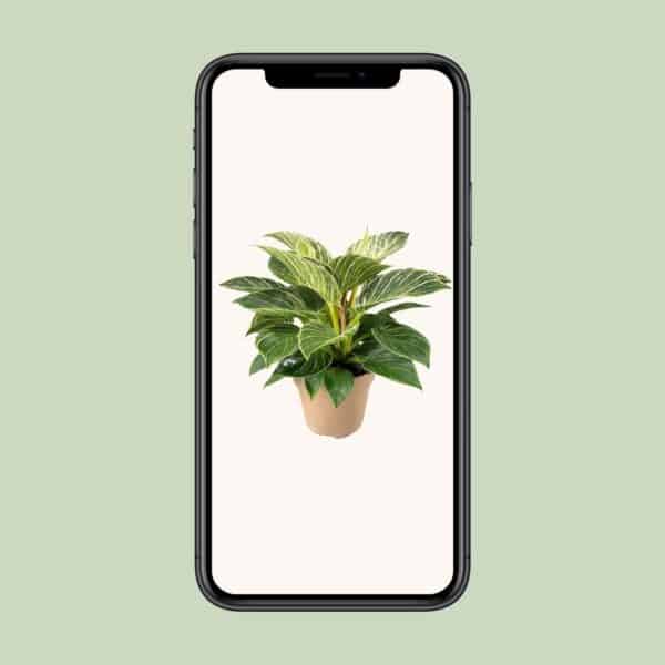 Philodendron Birkin – Ø15cm – 30cm