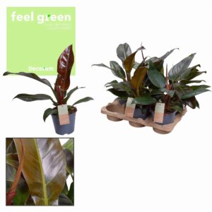 Philodendron Imperial Red Feel Green – Ø14cm – 35cm