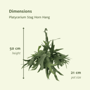 Platycerium Hertshoorn Hang