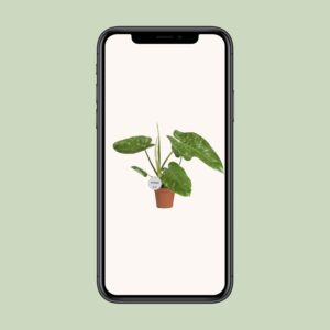 Philodendron Jose Buono – Ø15cm – 45cm