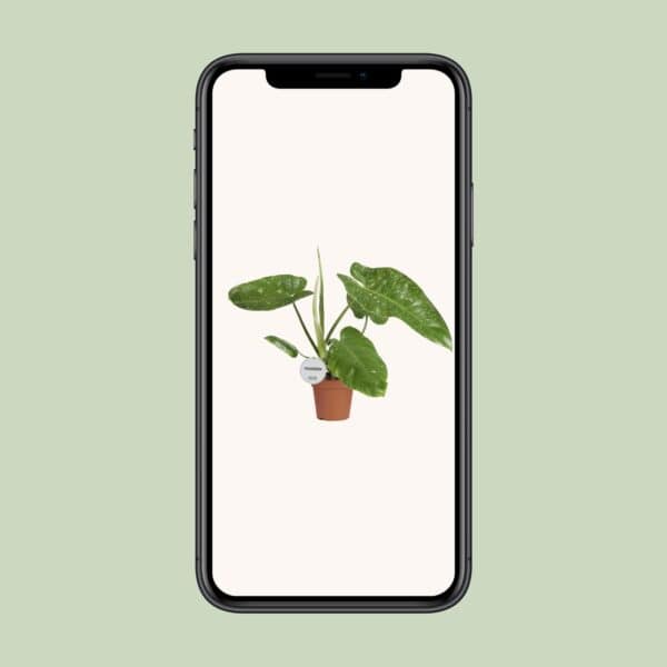 Philodendron Jose Buono – Ø15cm – 45cm