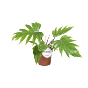 Philodendron Mayoi – Ø15cm – 35cm