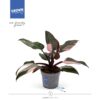 Philodendron Pink Princess – Ø12cm – 25cm