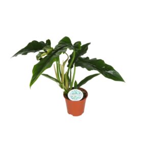 Philodendron Narrow – Ø14cm – 40cm