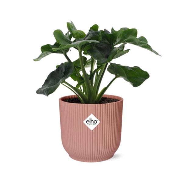 Philodendron Atom in ELHO Vibes Fold 14cm roze