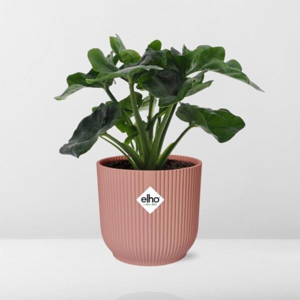 Philodendron Atom in ELHO Vibes Fold 14cm roze