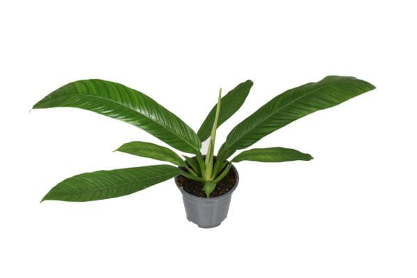 Philodendron Campiii P14 – Ø14cm – 40cm