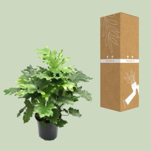 Philodendron Xanadu – Ø21cm – 80cm