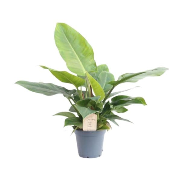 Philodendron Imperial Green – Ø17cm – 50cm