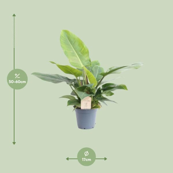 Philodendron Imperial Green – Ø17cm – 50cm