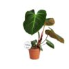 Philodendron El Choco Red – Ø15cm – 50cm