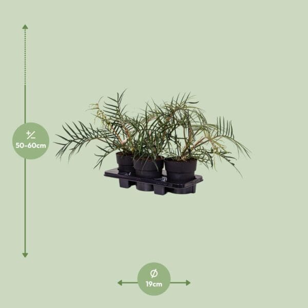 Philodendron Tortum – Ø19cm – 50cm