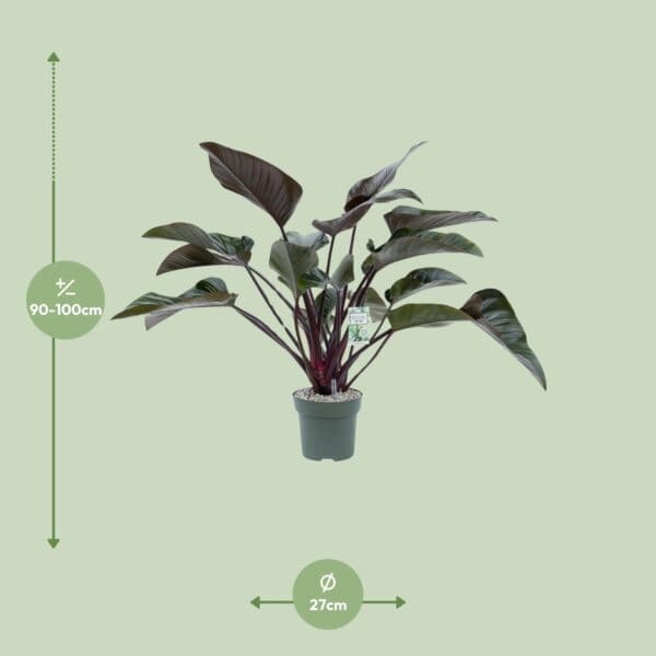 Philodendron Red Beauty – Ø27cm – 60cm