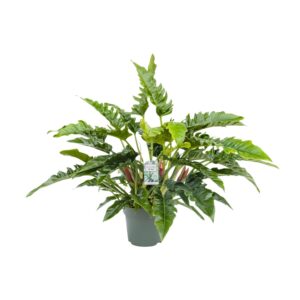Philodendron Rambo – Ø27cm – 65cm