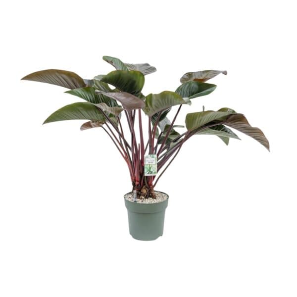 Philodendron Red Beauty – Ø30cm – 110cm