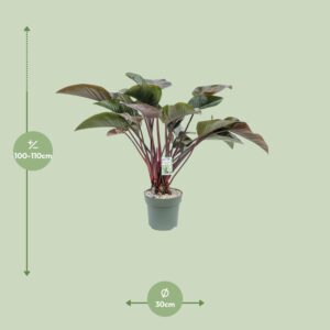 Philodendron Red Beauty – Ø30cm – 110cm