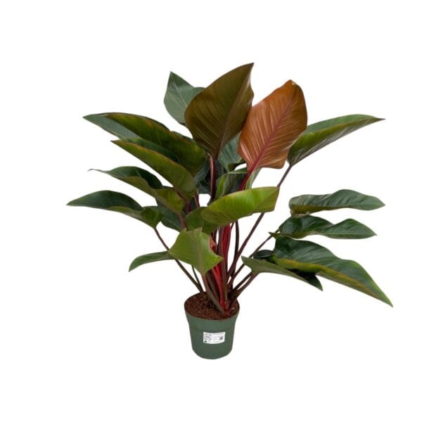 Philodendron Red Beauty – Ø27cm – 100cm