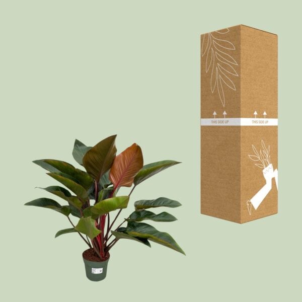 Philodendron Red Beauty – Ø27cm – 100cm