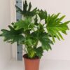 Philodendron Lickety Split – Ø19cm – 70cm