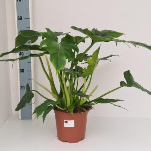 Philodendron Lacerum – Ø19cm – 60cm