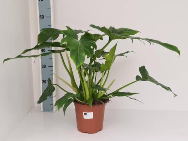 Philodendron Lacerum – Ø19cm – 60cm