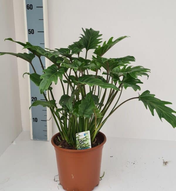 Philodendron Xanadu – Ø19cm – 60cm