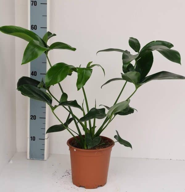 Philodendron Green Wonder – Ø19cm – 70cm