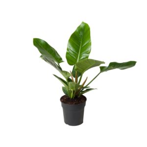 Philodendron Imperial Green Ø19cm – 65cm