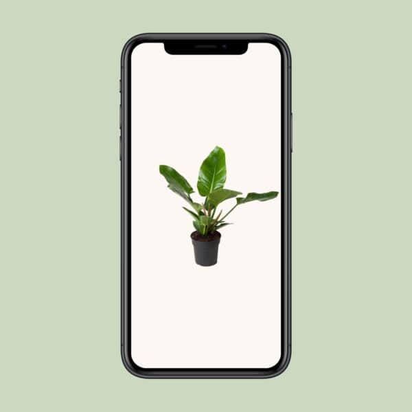 Philodendron Imperial Green Ø19cm – 65cm
