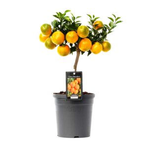 Citrus Mandarin Ø16cm – 45cm