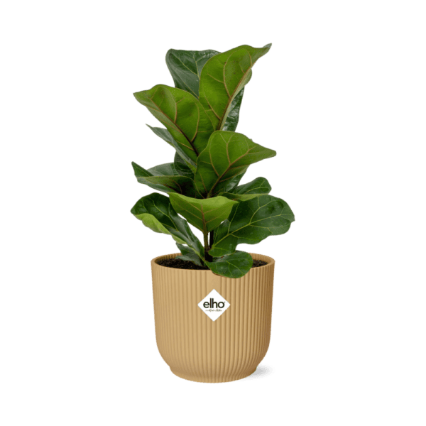 Ficus Lyrata ‘Bambino’ in ELHO Vibes Fold 14cm geel