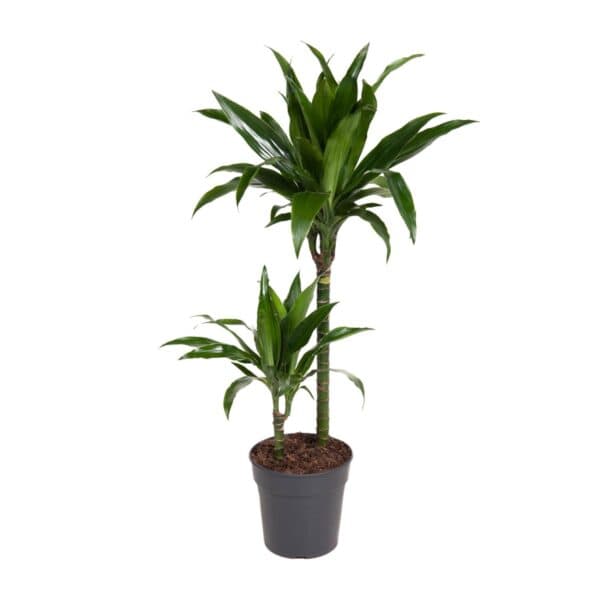 Dracaena Janet Craig – Ø19cm – 100cm