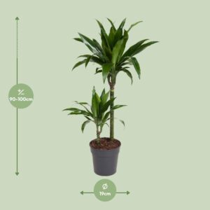 Dracaena Janet Craig – Ø19cm – 100cm