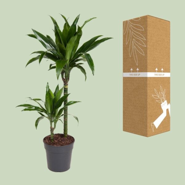 Dracaena Janet Craig – Ø19cm – 100cm