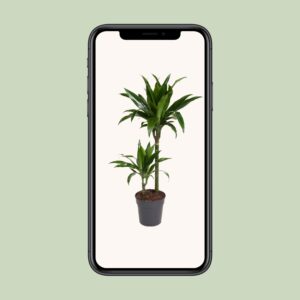 Dracaena Janet Craig – Ø19cm – 100cm