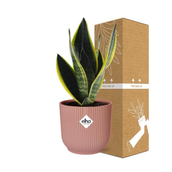 Sansevieria Futura Superba in ELHO Vibes Fold 14cm roze