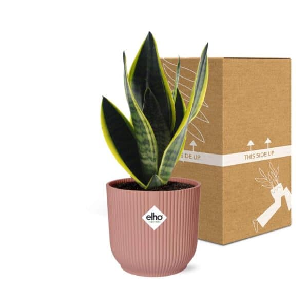 Sansevieria Futura Superba in ELHO Vibes Fold 14cm roze