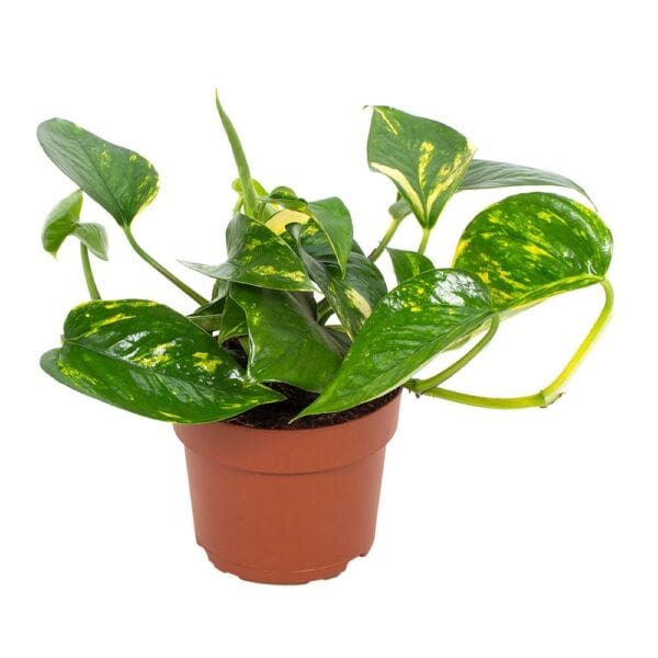 Epipremnum Hawaiian 12cm – Ø12cm – 15cm