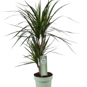 Dracaena Marginata – Ø17 70