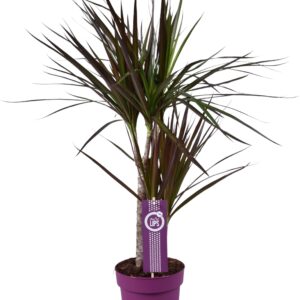 Dracaena Magenta – Ø17 70