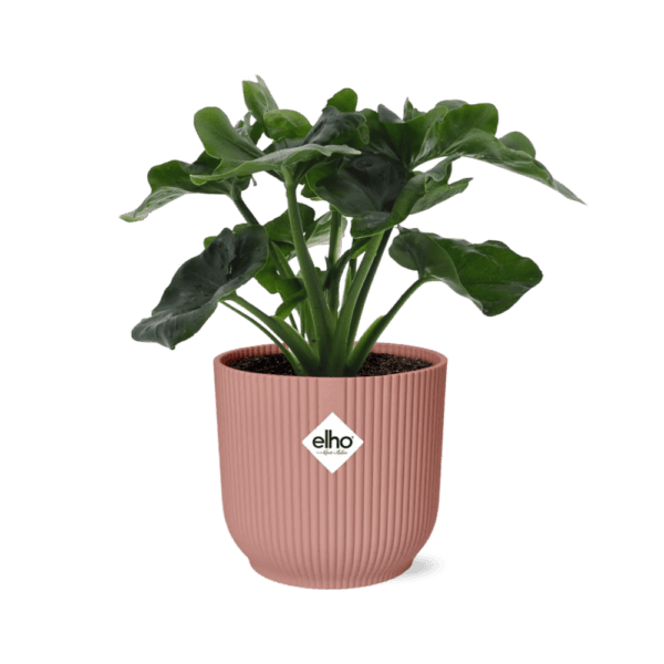 Philodendron Atom in ELHO Vibes Fold 14cm roze