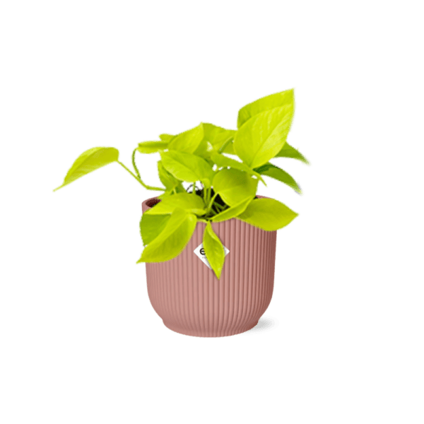 Epipremnum Pinnatum ‘Golden Pothos’ in ELHO Vibes Fold 14cm roze