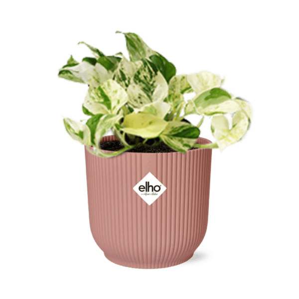 Epipremnum Pinnatum Happy Leaf in ELHO Vibes Fold 14cm roze