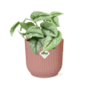 Scindapsus Pictus ‘Trebie’ in ELHO Vibes Fold 14cm roze