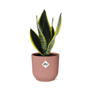 Sansevieria Futura Superba in ELHO Vibes Fold 14cm roze