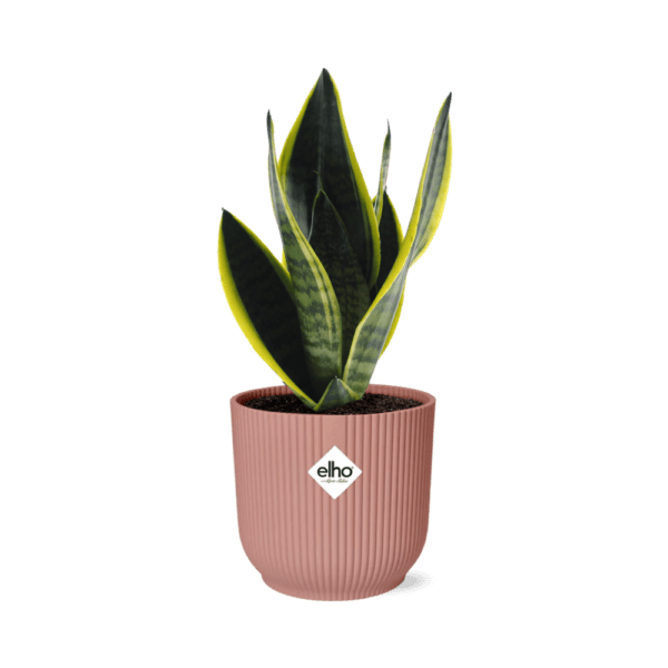 Sansevieria Futura Superba in ELHO Vibes Fold 14cm roze