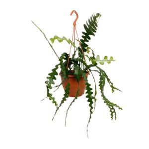 Epiphyllum Anguliger - Ø17cm - ↕35cm