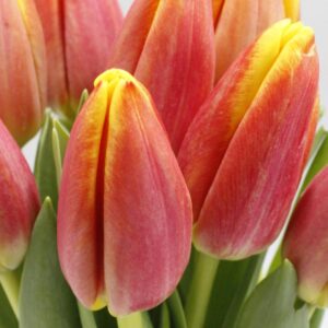Multicolour warme bos brievenbus tulpen