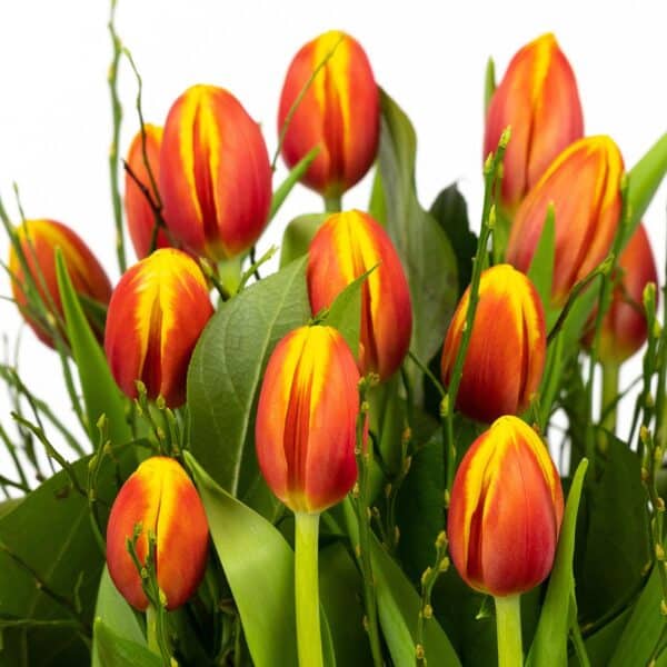 multicolour warme bos tulpen